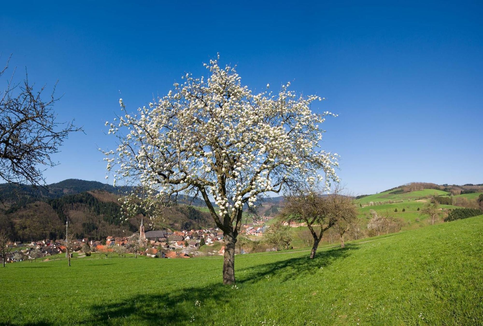 Ferienwohnungen Golla-Lang Oberharmersbach Exterior foto